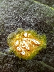 Chrysomyxa ilicina