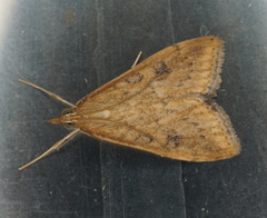 Udea ferrugalis
