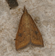 Udea ferrugalis