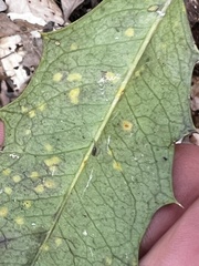Chrysomyxa ilicina