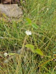 Silene undulata