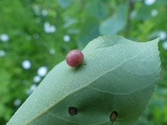 Harmandiola tremulae