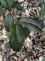 Chrysomyxa ilicina