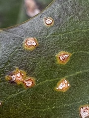 Chrysomyxa ilicina