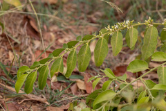 Olax scandens