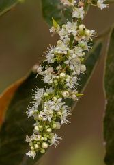 Dong Nai Zollingeria (Zollingeria dongnaiensis)