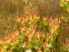 Leucadendron gandogeri