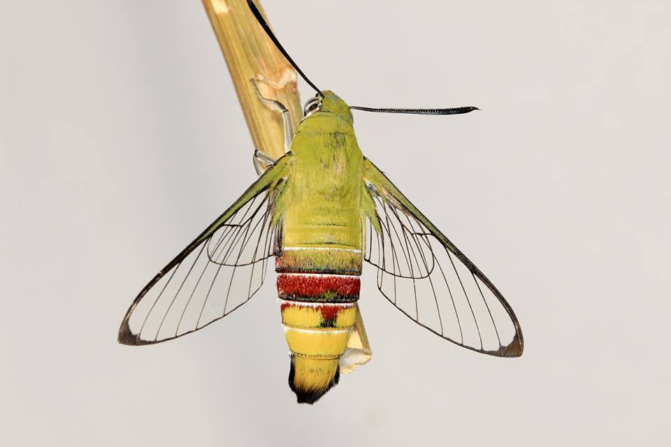 Pellucid Hawkmoth