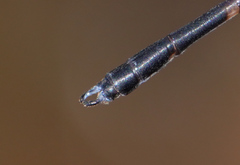 Devadatta
