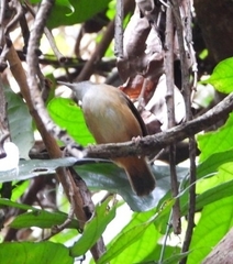 Malacocincla abbotti