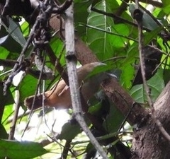 Malacocincla abbotti