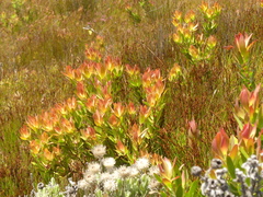 Leucadendron gandogeri