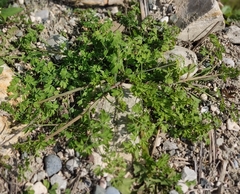 Fumaria officinalis