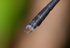 Devadatta
