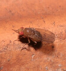 Drosophila immigrans