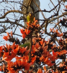 Psittacula cyanocephala