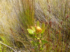 Leucadendron gandogeri
