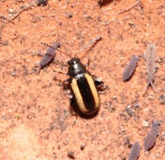 Phyllotreta