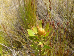 Leucadendron gandogeri