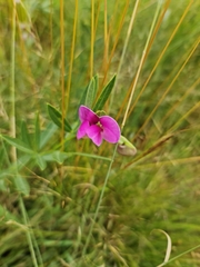 Sphenostylis angustifolia