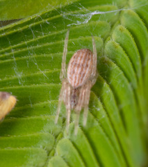 Larinia