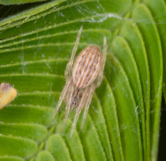 Larinia