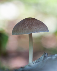 Pluteus semibulbosus