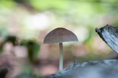 Pluteus semibulbosus