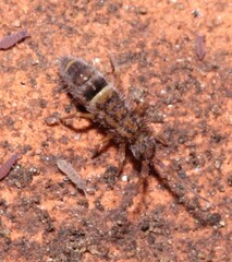 Orchesella cincta