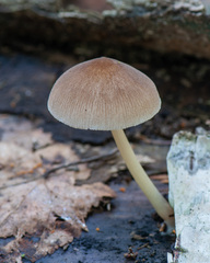 Pluteus semibulbosus
