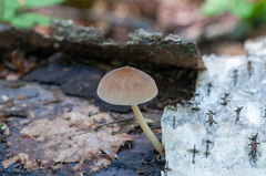 Pluteus semibulbosus