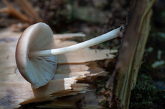 Pluteus semibulbosus
