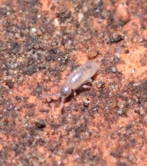 Willowsia nigromaculata