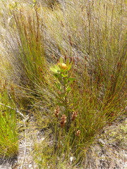 Leucadendron gandogeri