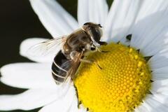 Eristalis abusiva