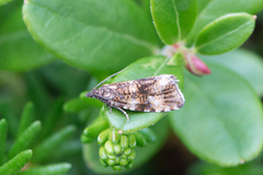 Syricoris lacunana