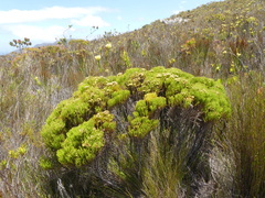 Brunia paleacea