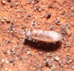 Willowsia nigromaculata