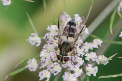 Leucozona laternaria