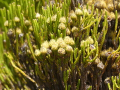 Brunia paleacea