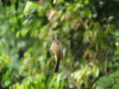 Pycnonotus flavescens
