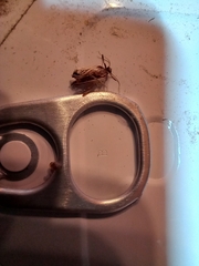 Plodia interpunctella