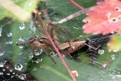 Tettigidea