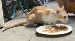 Felis catus
