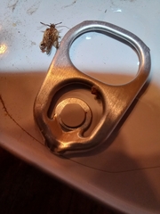 Plodia interpunctella