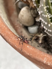 Rhynocoris iracundus