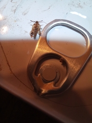 Plodia interpunctella