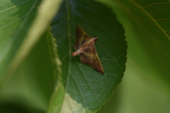 Endotricha olivacealis