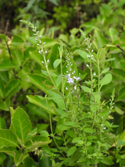 Veronica linariifolia