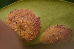 Puccinia klugkistiana